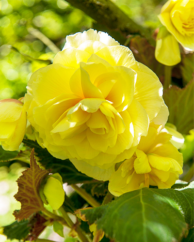 BEGONIA GRANDIFLORA YELLOW 25 kusov